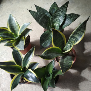 一物一拍青叶矮生虎皮兰金边虎皮兰黑钻哈尼荷花兰虎皮兰小苗