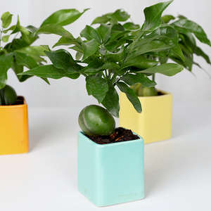 元宝树开心绿元宝盆栽绿植室内花卉进宝盆景阳台好养耐活