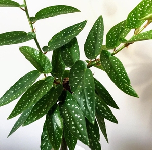 白花竹节秋海棠 室内可开花观叶绿植