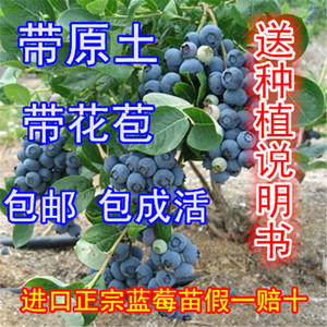 2颗包邮盆栽蓝莓苗蓝莓树苗蓝莓盆栽苗蓝莓结果苗南方北方品种
