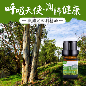 澳洲尤加利精油5ml 家庭家居空气净化香薰