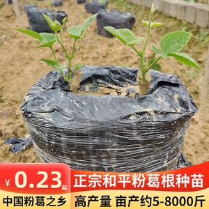 粉葛之乡葛根苗广西藤县和平高产无渣葛薯种苗种植蔬菜葛非野生