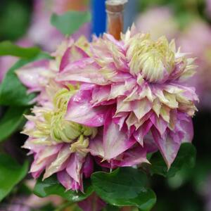 藤本皇后铁线莲(宽瓣皇帝)苗小特价