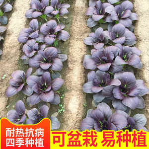 高产油菜种子紫色青梗菜种籽苏州青油菜速生鸡毛菜四季蔬菜种孑