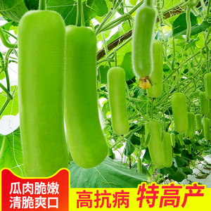 早熟瓠瓜种子高产短棒瓠子瓜籽菜葫芦耐热抗病菜种孑四季蔬菜种孑