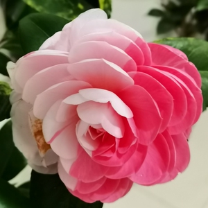 乔依茶花原生盆栽苗大花朵巨型花卉一树多色双色三色带白底山茶花