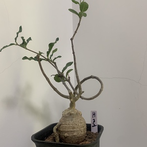 火星人块根 实生多肉植物fockea edulis  花卉盆栽 一物一拍 包邮