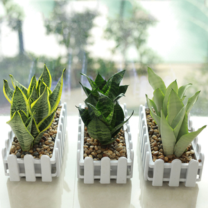 金边虎皮兰植物盆栽办公室矮脚白玉兰客厅稀有室内桌面绿植虎尾兰