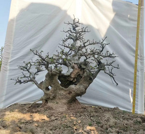 花皮榆树盆栽金钱榆盆景绿植小苗花卉榔榆老桩爆皮榆熟桩生桩庭院