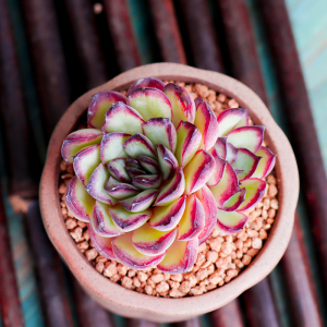 墨西哥灵影多肉