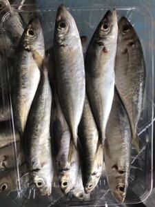 潮汕野生海鱼长腰巴兰鱼巴朗鱼圆目照灯巴朗3-4条左右