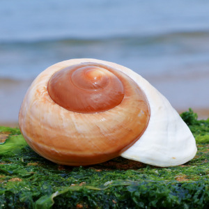 面包螺天然贝壳海螺鱼缸造景水族箱装饰寄居蟹卷贝鱼换壳多肉花盆