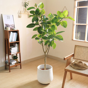 青叶花叶橡皮树盆栽黄金榕富贵榕室内办公室好养客厅绿植大型植物