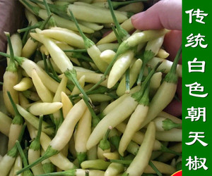特辣白色朝天椒苗籽 白色小米椒苗 朝天辣椒泡椒籽 变色朝天椒苗