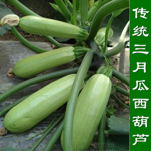 老品种速生长三月瓜苗 传统西葫芦苗籽 短蔓无藤高产西葫芦南瓜苗