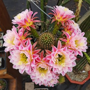 毛花柱 曙光 大花 美花花期长易爆开易群开