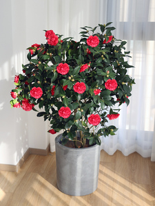 茶花盆栽山茶花茶梅多年生绿植阳台庭院花卉上海苏州植物到家