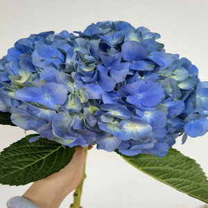 蓝绣球鲜切花八仙牡丹鲜花同城速递婚礼鲜花室内水养花瓶插花包邮