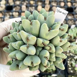 多肉植物番杏科肉锥花属混合少将大年份母本开花株 7方盆一物一拍