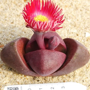 番杏科对叶花属红帝玉 紫帝玉 5--7cm超大母本开花株随机裸根发货