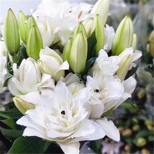 重瓣百合花
