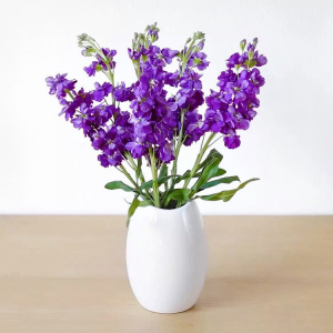 紫罗兰鲜花10支一扎广州速递家庭办公室插花婚庆基地直发空运包邮
