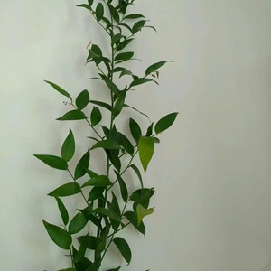 绿色花植物室内