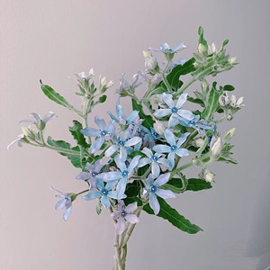 taiwannami淘宝【rn166】日本制palnart poc 蓝星花