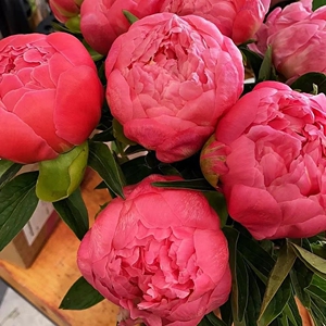 90821人付款天猫flowerplus花加山东进口芍药落日珊瑚花束稀有兰富士