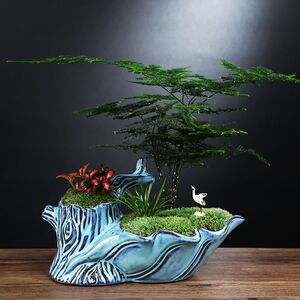 矮生小文竹小盆栽竹子室内花卉绿植物盆景云竹茶桌摆件花盆微景观