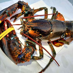 鲜活大龙虾波龙1只特大2斤波士顿龙虾超大海鲜鲜活发货大波龙虾