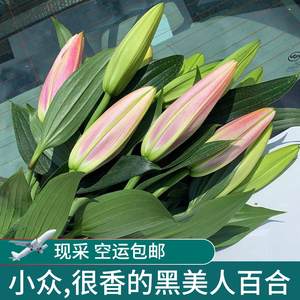 黑美人香水百合鲜花云南直发家用插花水养百合花昆明基地直批直发