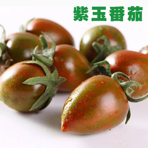 草莓柿子紫玉128f1水果番茄种子紫色樱桃小番茄圣女果超甜春盆栽