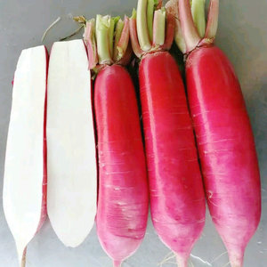 红皮白心萝卜新鲜包邮