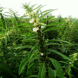 高产白芝麻种子农家田园春季黑芝麻种籽四季夏季早熟高产蔬菜种孑