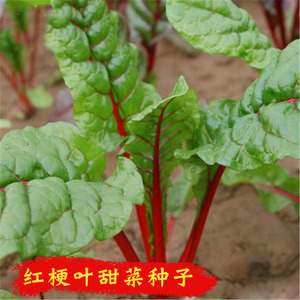 红梗甜菜种秋冬季四季盆栽丹麦红莲草野菜种籽耐寒菜种籽蔬菜种孑