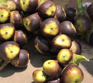 棕榈果糖棕果新鲜 活动价 168三个果子 4月初国外采购发