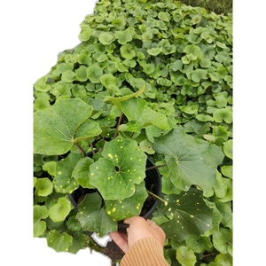 jmpwyf淘宝斑叶吴风草洒金大叶耐阴庭院植物多年生花卉盆栽室内好养