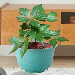 云南三七名贵多年生草本文山三七鲜活带土盆栽新奇观叶花阴凉客厅