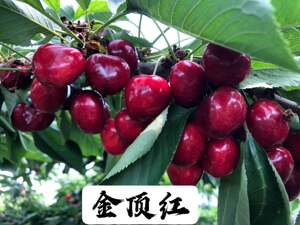 (售罄)金鼎红金顶红辽宁大连旅顺大樱桃甜果顺丰包邮