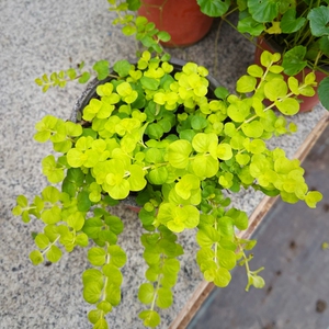 包邮 金叶过路黄 黄金串吊兰 垂吊植物沼泽挺水植物 常绿地被植物