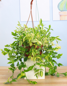 青白玉吊兰油画婚礼吊竹梅垂吊悬挂盆栽观叶鸭舌汉白玉植物耐旱型