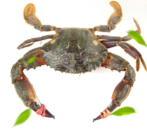 威海益海轩海鲜 鲜活赤甲红螃蟹 花盖蟹 青蟹海鲜 小船海鲜新鲜