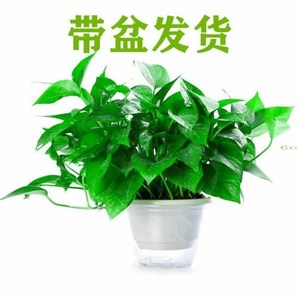 绿箩植物箩盆栽碧罗懒人室内绿值新房玉萝禄净化空气莉萝