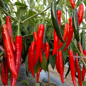 美人椒种子辣椒籽尖椒青红线椒高产薄皮辣椒四季香辣盆栽辣椒种籽