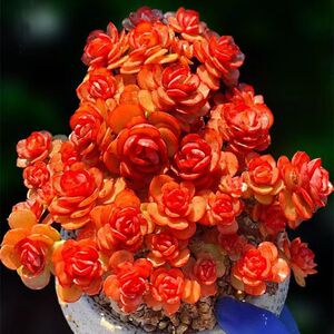 秀妍多肉植物老桩群生红色肉肉植物组合盆栽超大颗露养多肉花卉