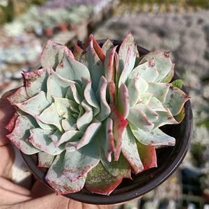 莫颜园艺龙赞尼多肉植物一物一拍