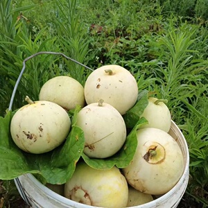 湖南衡阳本地香瓜农家自种现摘现发新鲜当季水果5斤