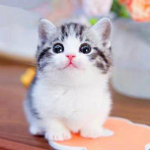 纯种美短幼猫起司加白折耳美国短毛猫小猫活物矮脚猫活体宠物猫咪