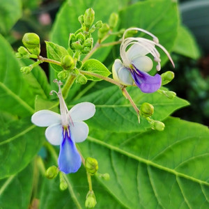 蓝蝴蝶花苗粉蝴蝶花盆栽带花苞植物四季开花蝴蝶兰乌干达桢桐老桩
